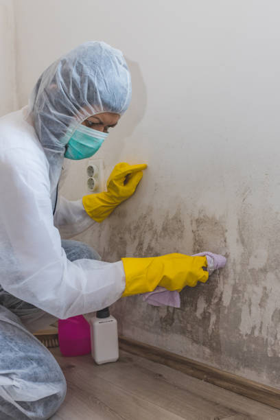 Best Mold Removal for HVAC Installations  in Great Neck Gardens, NY